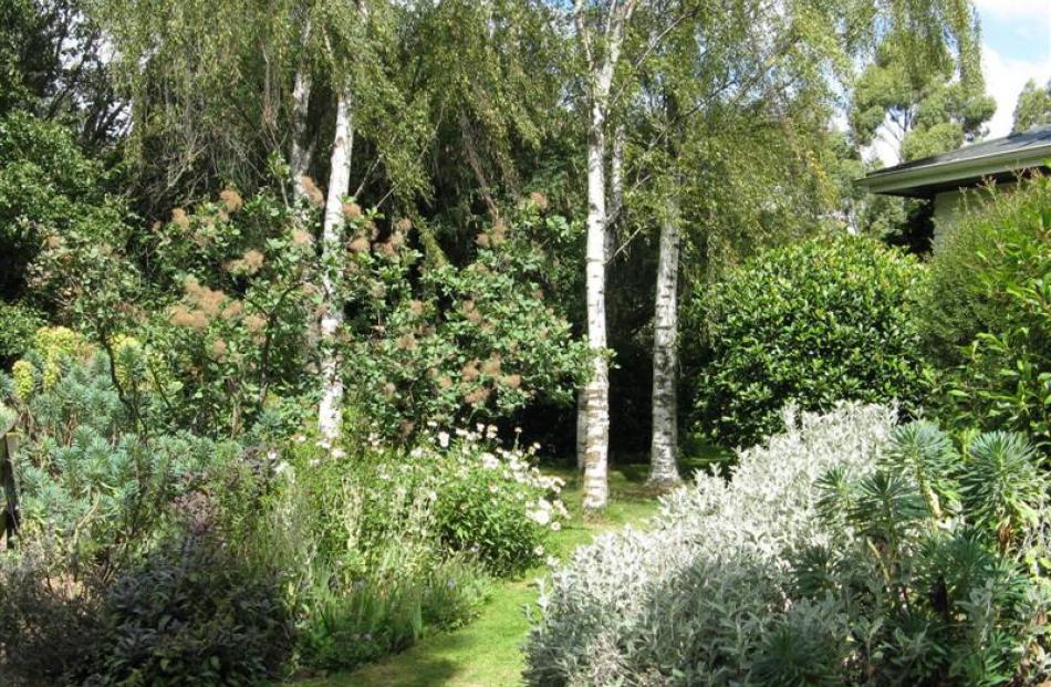 A look into Virginia Pawsey's garden.