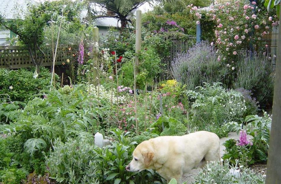 A look into Janice Marriott's garden.