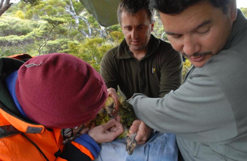 Dr Juan Blanco (left) extracts semen from a male kakapo.