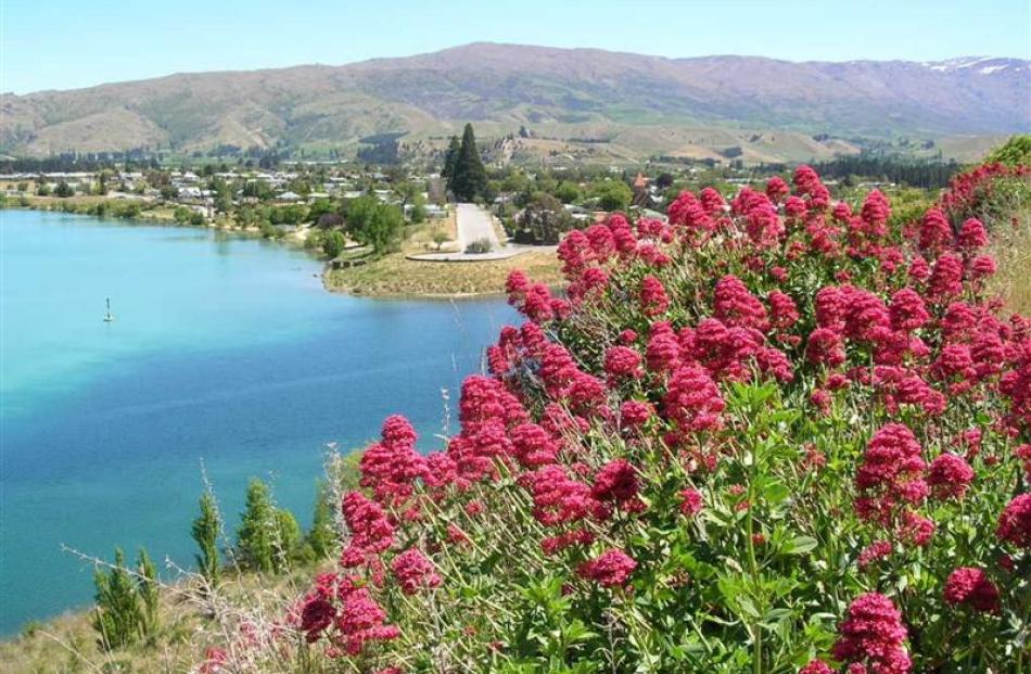 Flowers colour the landscape along the Cromwell Gorge opposite Old Cromwell Town and the junction...