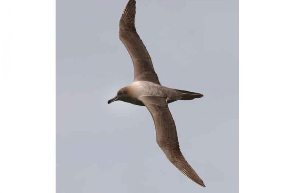 A light-mantled sooty albatross on Enderby Island.