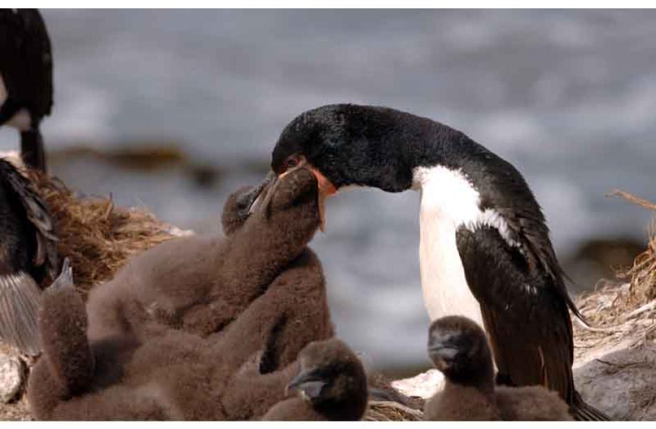 An Auckland Island shag feeds its chick regurgitated fish on the northern side of Enderby Island.
