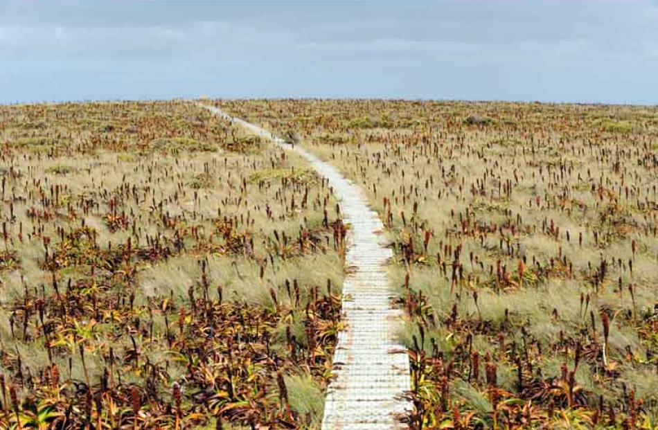 Boardwalk across the top of Enderby Island is in place to minimise the impact of visitors,...