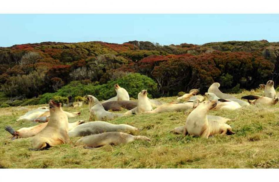 Female New Zealand sea lions in front of the rata forest on Enderby Island.