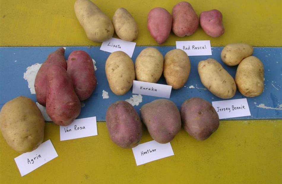 Some of the potato varieties grown by Dave Young.  Photo by Gillian Vine.