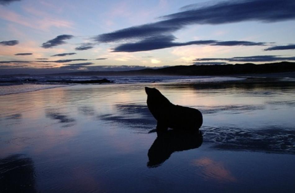 A sea lion is captured in perfect silhouette at Brighton Beach, Dunedin. Photo by Nigel Wilkinson.