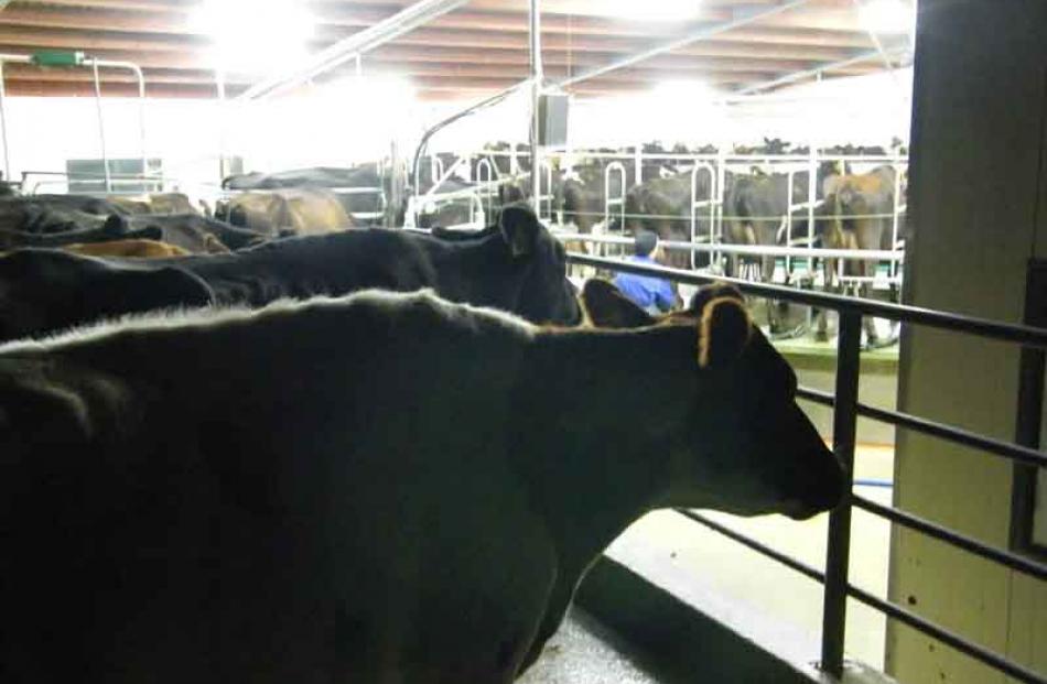 Cows wait in line. Photo by Yvonne O'Hara.