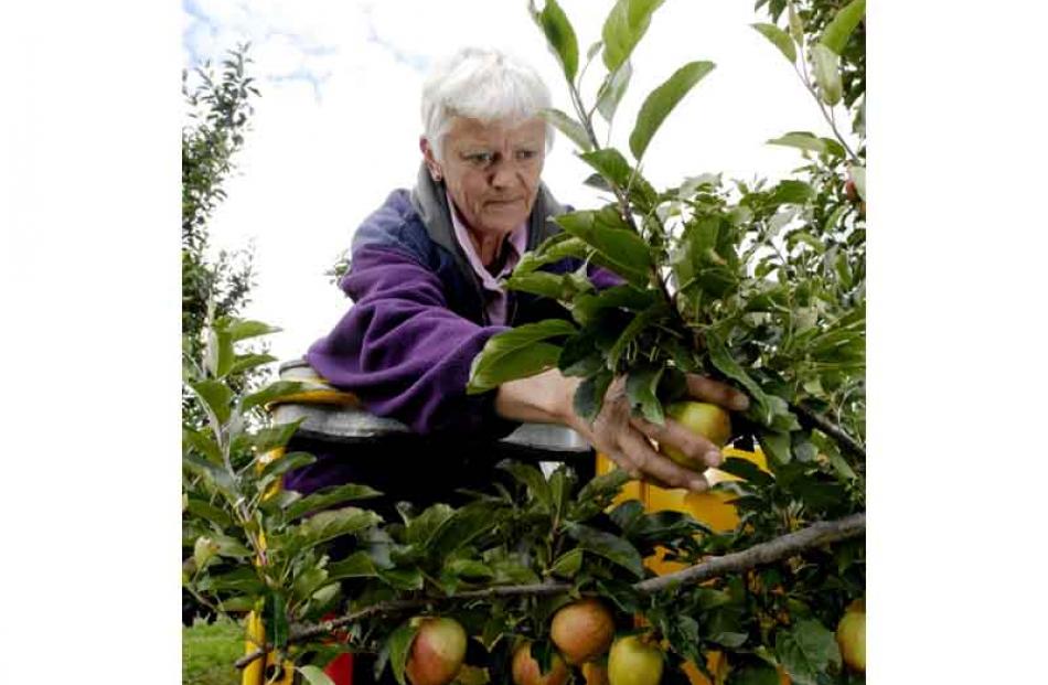 Orchardist Janis Kitchen picks Royal Gala apples at the Teviot Orchard on Friday afternoon. Photo...