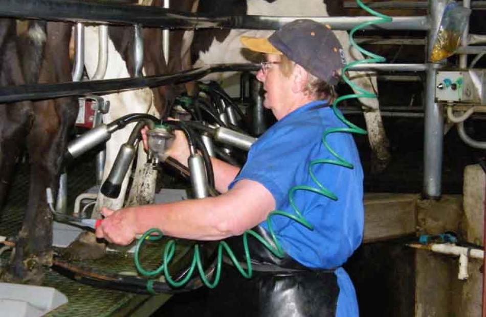 Evelyn Flowers removes cups from cows during the early morning milking on the Scott dairy farm,...
