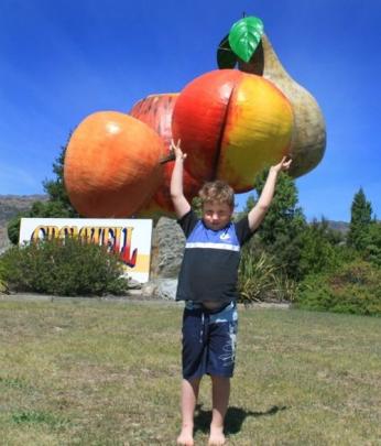 Quinn Shaw (8) enjoys a quick stop in Cromwell to pick fruit. Photo by Brian Satake.