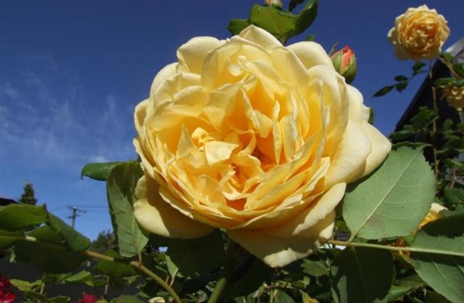 A rose bloom in the Arrowtown sunshine. Photo by Matthew Haggart.