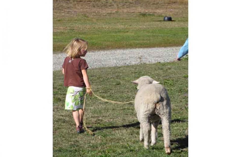 4-year-old Nell Watherston, of Queenstown, takes Baby the merino lamb for a walk.
