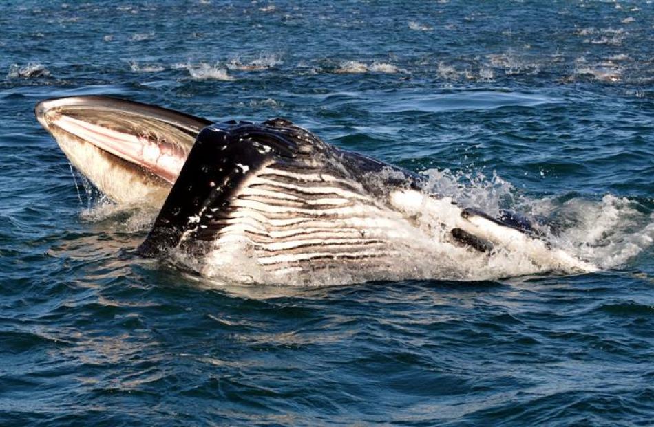 A calf humpback whale fishes about 2km from Taiaroa Head yesterday, accompanied by a run of...