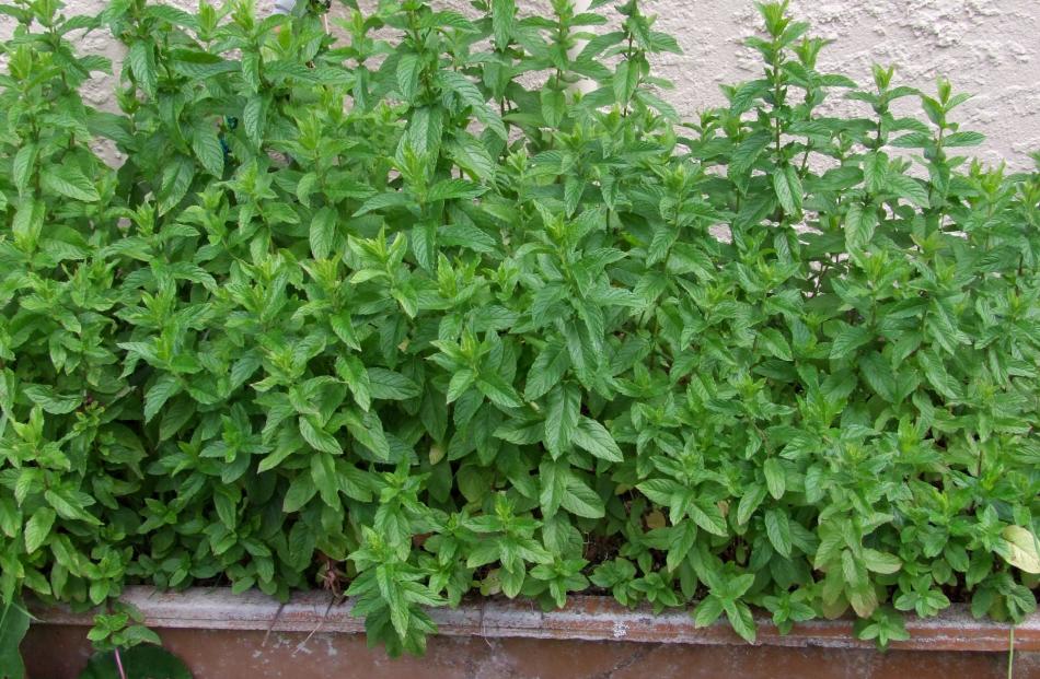 An old laundry tub is the perfect way to stop the invasive herb mint misbehaving.