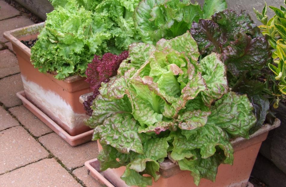 Lettuces grow well in pots kept in cool, shady spots.