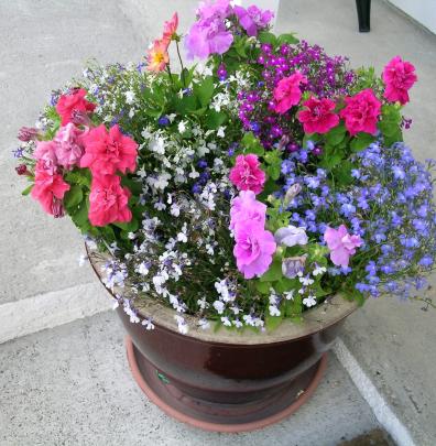 Many flowers, such as the petunias, nemesia and bedding dahlias in this pot, are happy grown in...