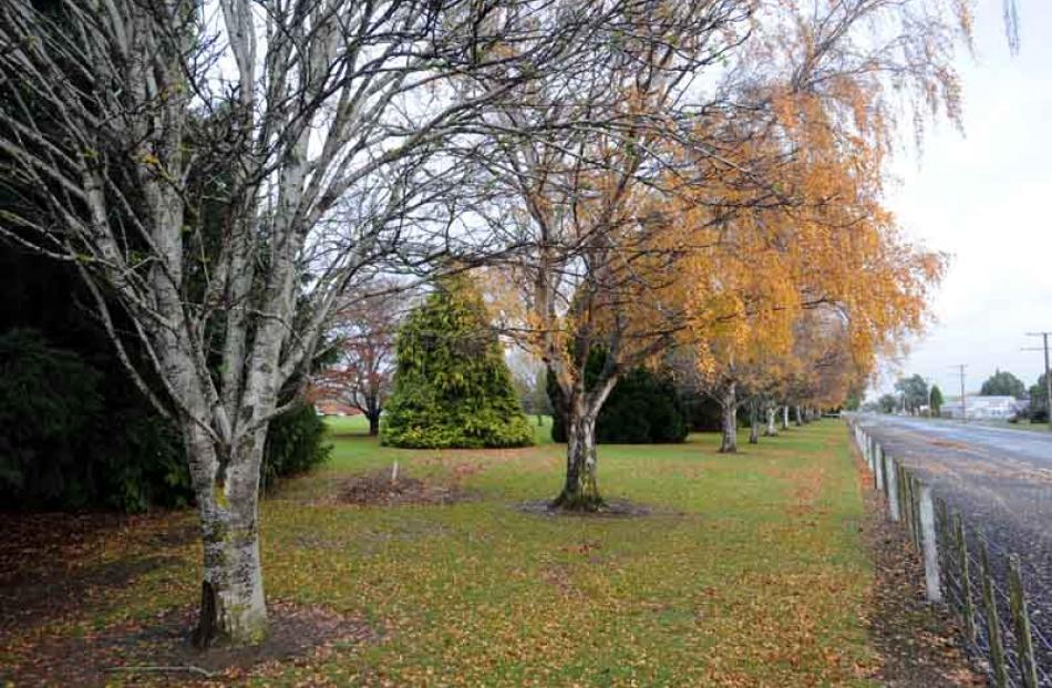 Trees on the former Fisher and Paykel site in Mosgiel may be threatened as Fonterra looks at...