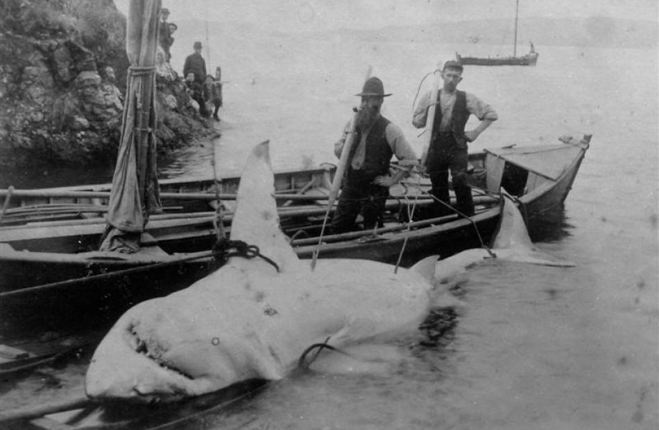 Fangs for coming . . . J. Abernethy and J. Noble land the largest white pointer caught in Otago...