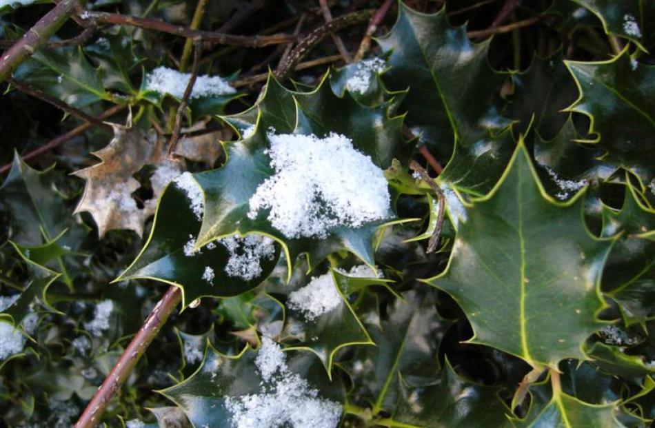Holly bush on Wakari Road, Dunedin. Photo by Matt Stansfield
