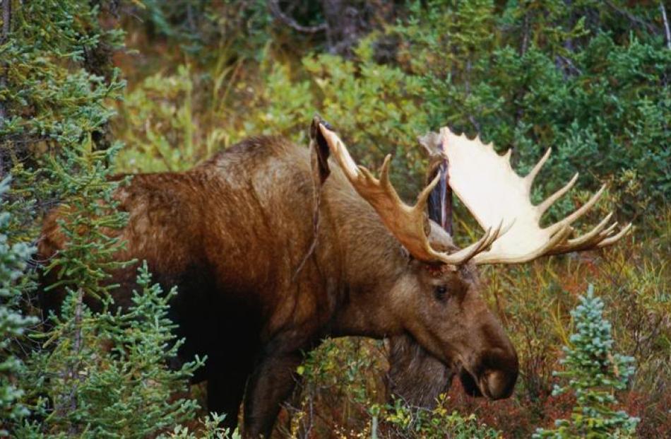 A bull moose. Photo by Getty Images.