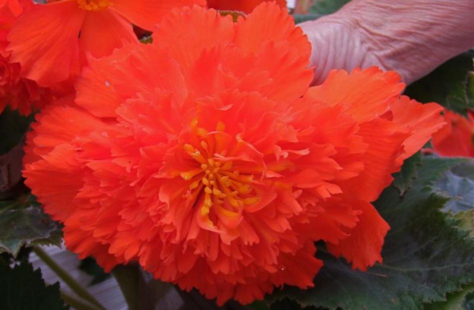 Fully double begonias, like the one above, are similar in shape to the paeonies Sylvia Lobb loves.