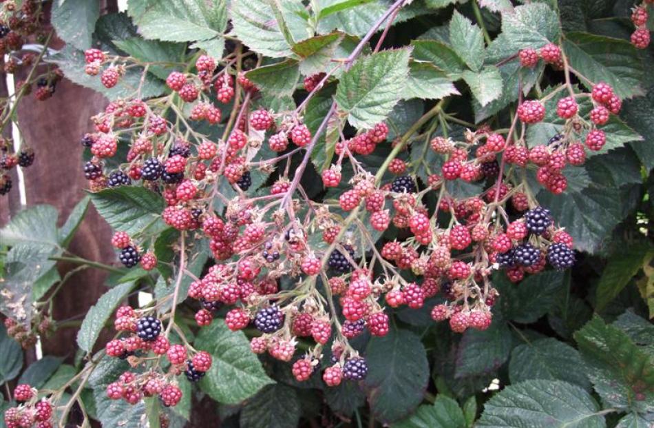 Grown from a cutting the Lobbs brought from Rotorua, this blackberry is a reliable, heavy cropper.