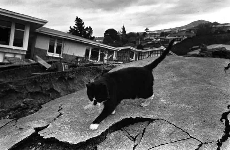 A cat carefully negotiates the destroyed pavement.