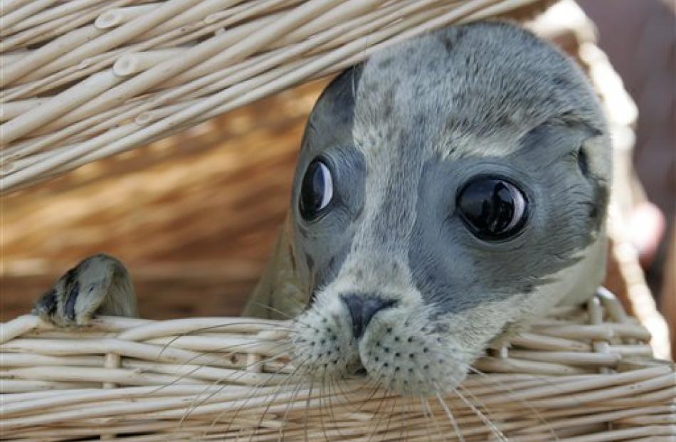 Seal pup 'Kalli' peers out of a basket  in Norddeich, Germany. A total of 71 abandoned young...