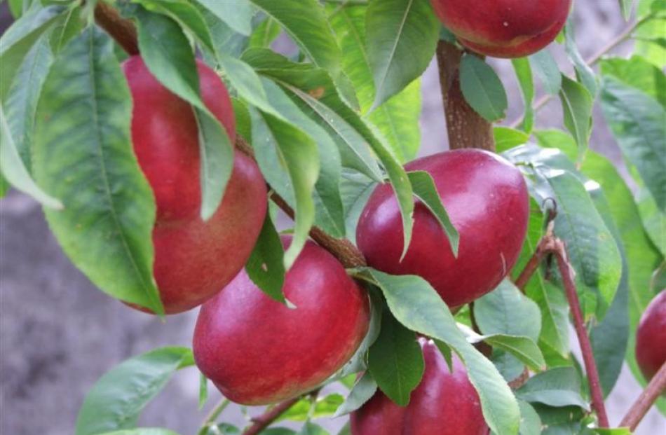 Time To Plant Stonefruits Otago Daily Times Online News