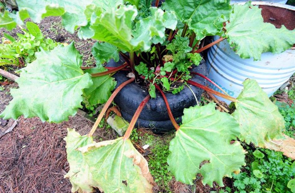 Rhubarb grows in a stack of car tyres.