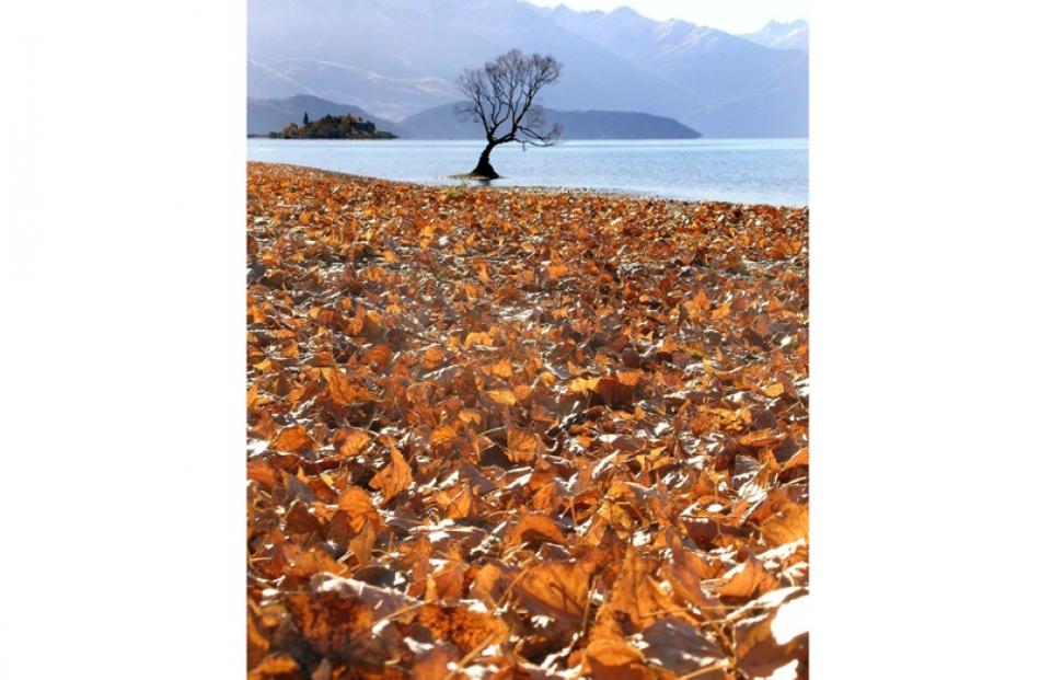 Autumn leaves cover the beach at Roys Bay, Lake Wanaka, May 5, 2008. Photo by Marjorie Cook.