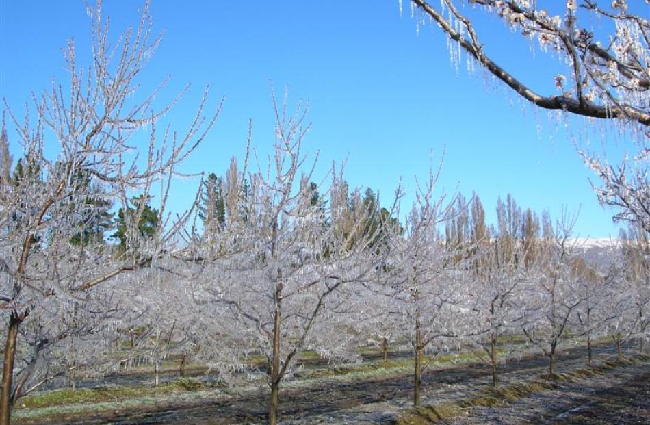 Icicles formed on fruit trees at Earnscleugh from irrigation 
...