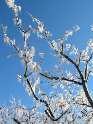 Icicles formed on fruit trees at Earnscleugh from irrigation 
...