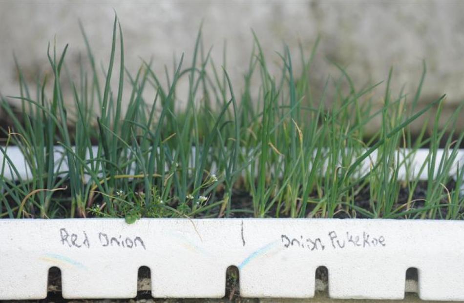 Onion seedlings grow in a tray. Photos by Peter McIntosh.