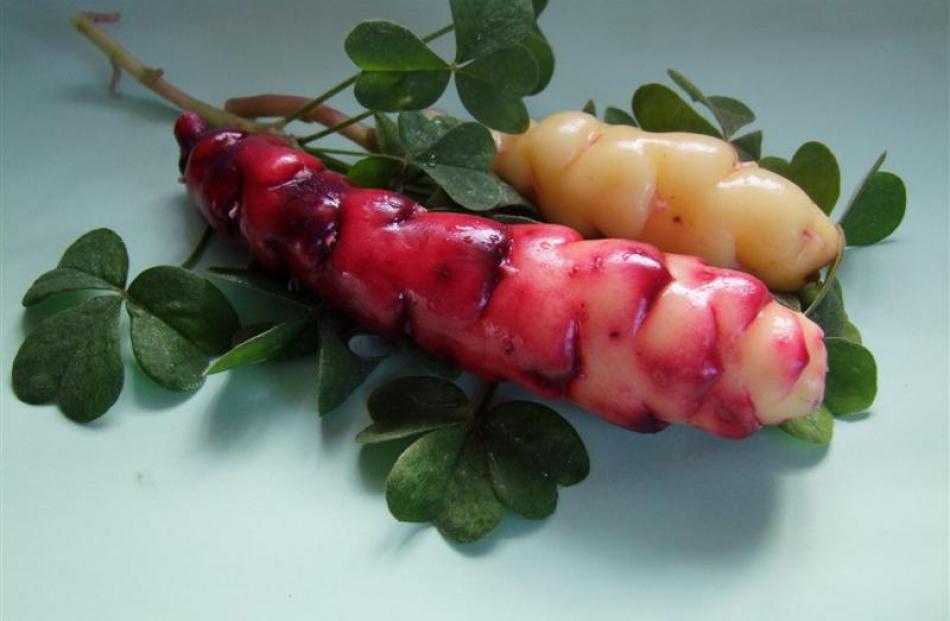 Oca (yams) are easy to grow from tubers.