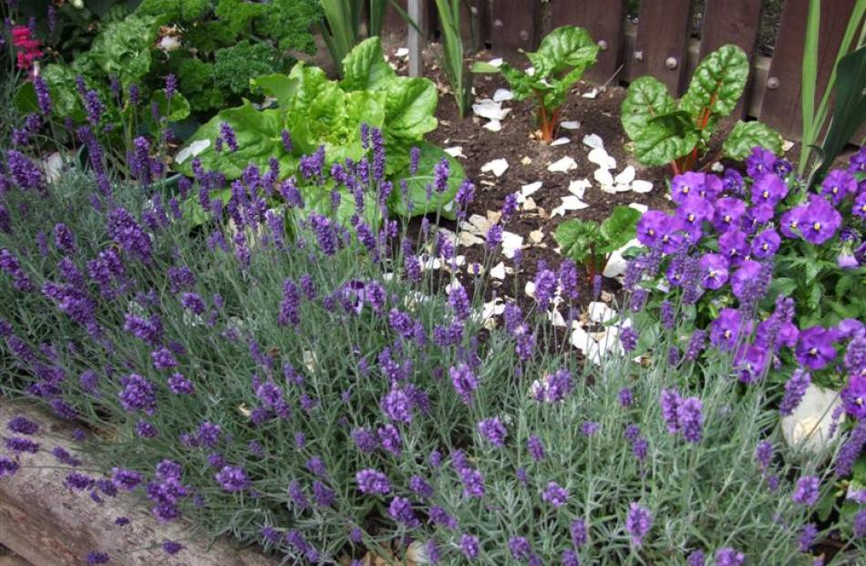 Red-stemmed silverbeet shares a garden plot with lettuce, pansies and lavender.