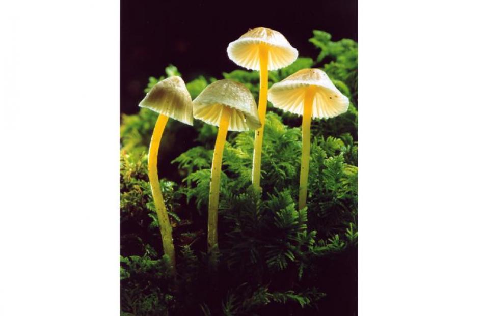 Forest fungi (2002)... Avoiding camera shake and getting light in behind the subject were the...