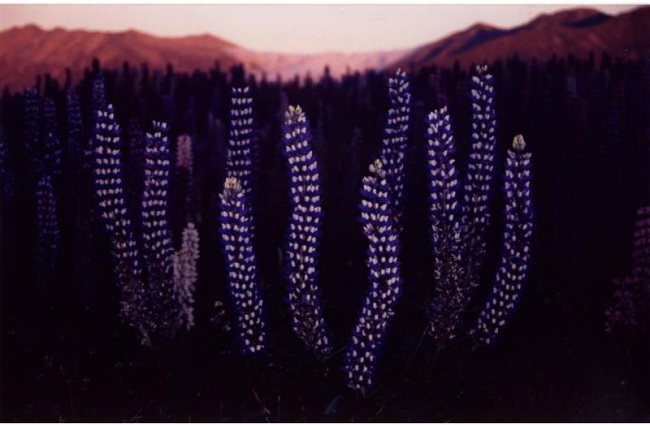 Luminous lupins (2000)... Brett Black's shot of blue lupins on the Lake Tekapo foreshore was the...