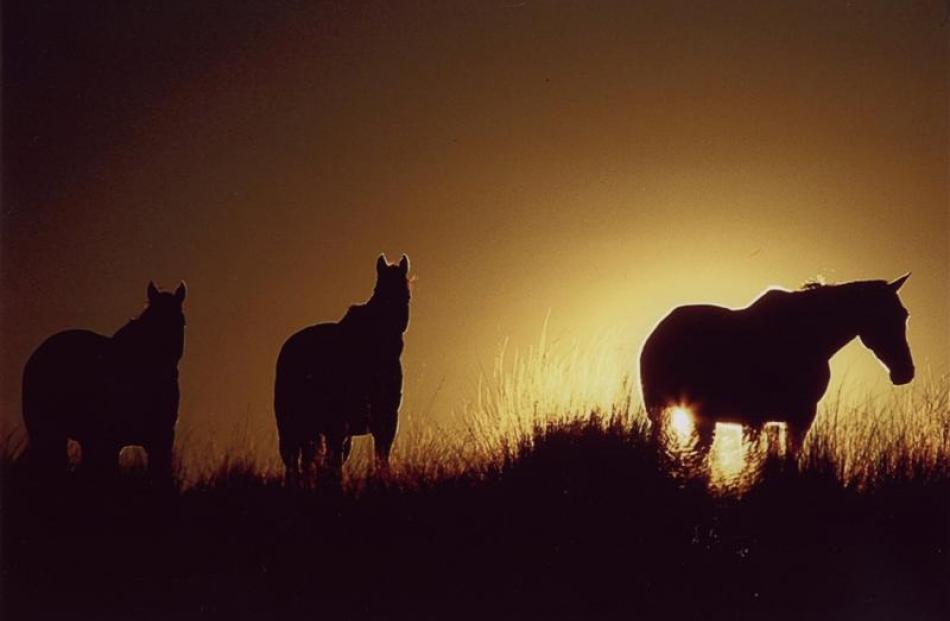 Sunset steeds (2008)... "It was a bit of a fluke," Gillean Booth says of the photo of three...