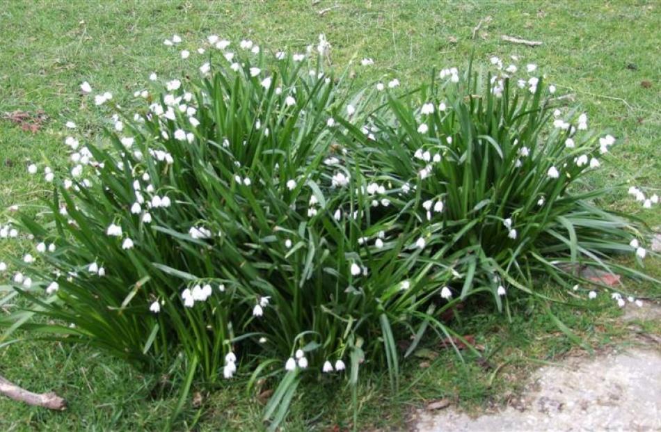 Ignored by stock, snowflakes (Leucojum vernum) flower in a paddock that was once a garden. Photo...