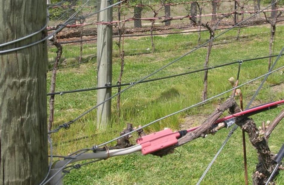 These grape vines near Cromwell are twined around an electric cable which heats them when...