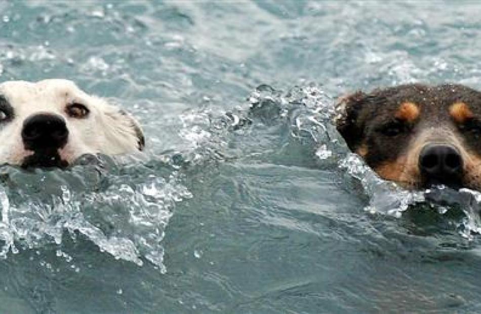 Working dogs take a swim in the lake after a long day mustering.
