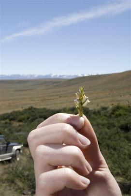 A flowering sprig of patotara at Balmoral.