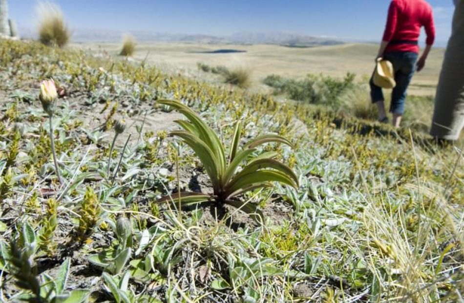 A native gentian is surrounded by the invasive weed hieracium.