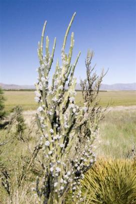 A species of native broom in flower at Balmoral.