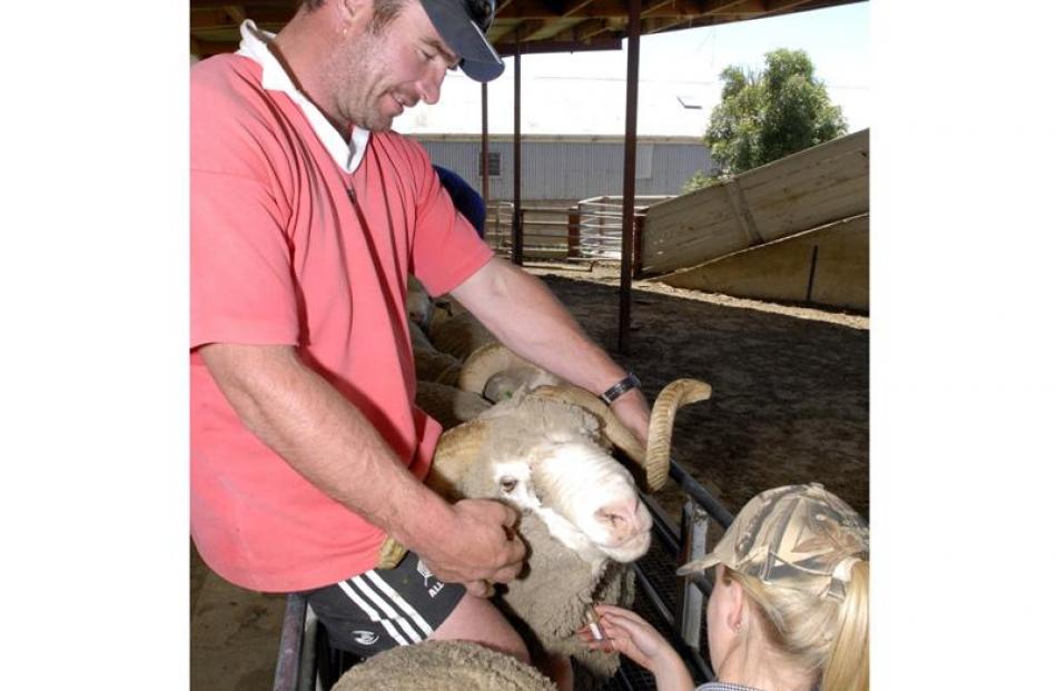 Andrew Hore holds a merino ram while Central Vets veterinarian Becks Smith takes a blood sample.