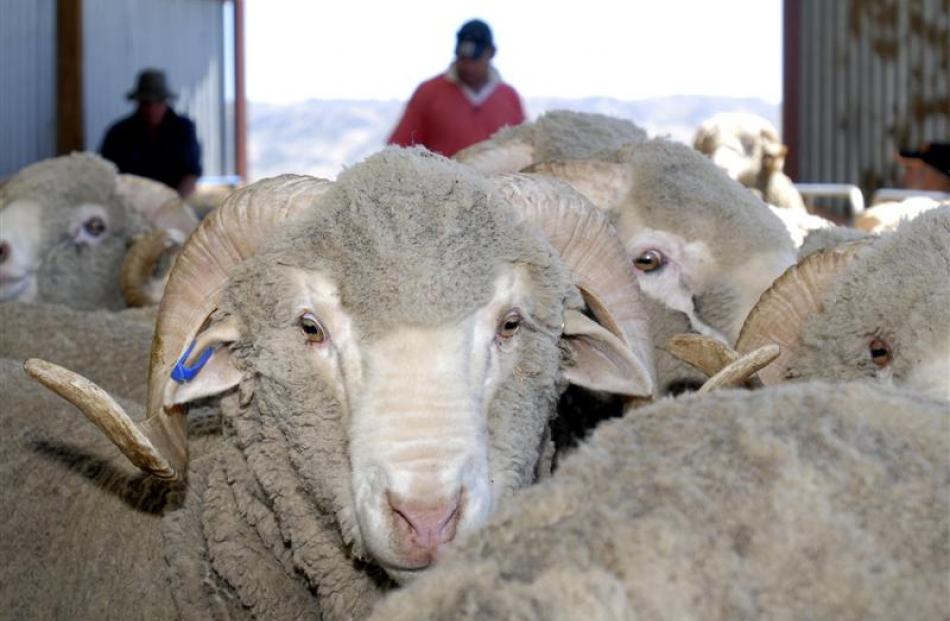 Stonehenge merino rams wait in the yards to be inspected by a vet.