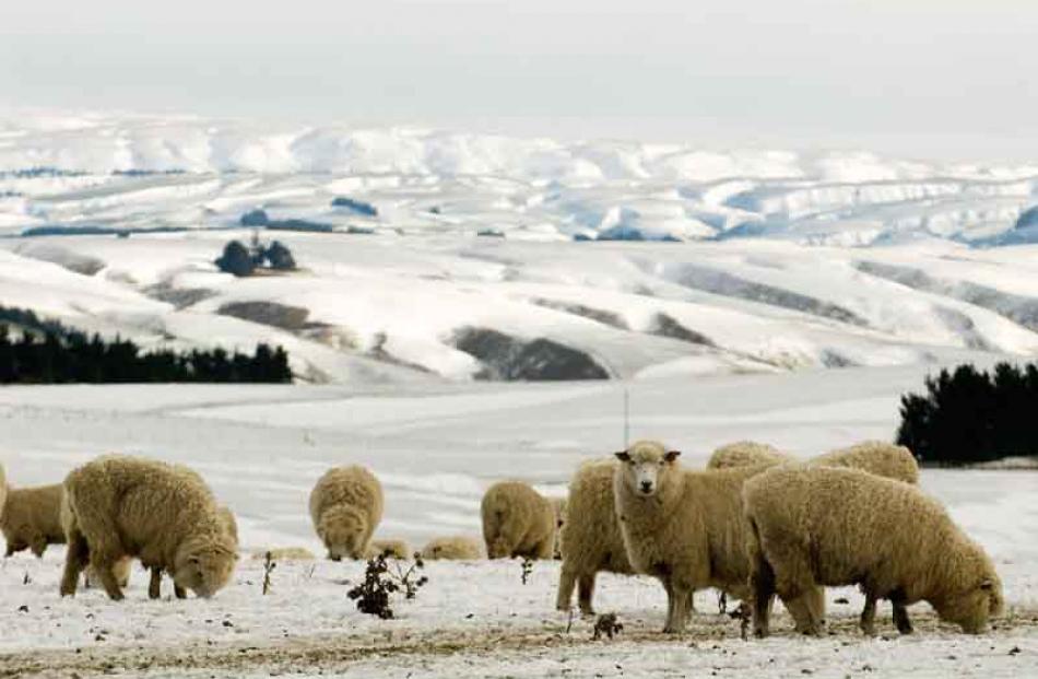 Sheep graze on dry feed near the road from Outram to Middlemarch.