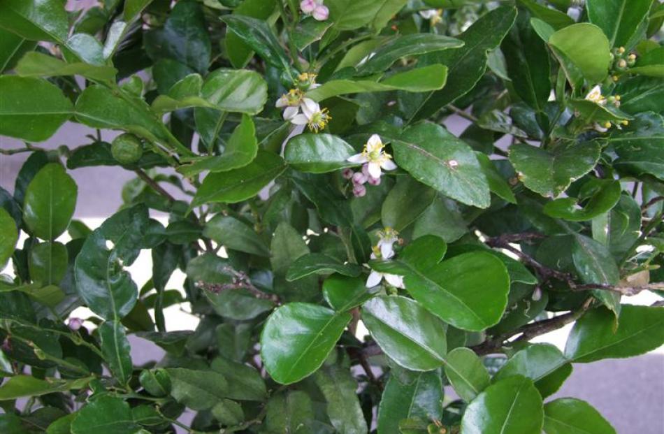The violin-shaped leaves, not the fruit, of the kaffir lime (Citrus hystrix) are used in cooking,...