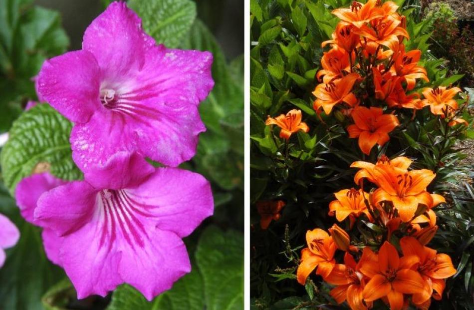 Bright flowers add colour to the garden beds.